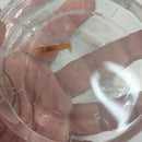 ORANGE DWARF MEXICAN LOBSTER ( Cambarellus Patzcuarensis )