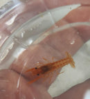 ORANGE DWARF MEXICAN LOBSTER ( Cambarellus Patzcuarensis )