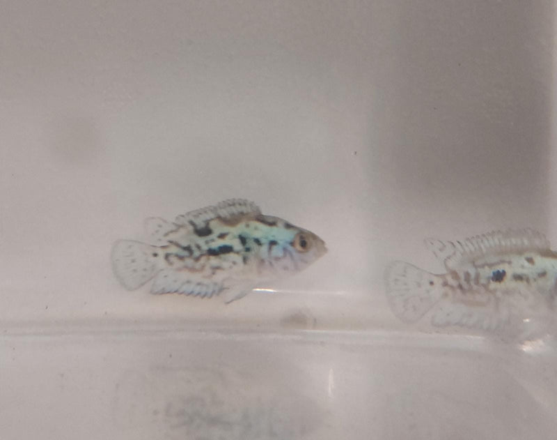 OUTSTANDING ELECTRIC BLUE JACK DEMPSEY 1 TO 1.5 INCH (Rocio octofasciata)