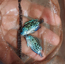 OUTSTANDING ELECTRIC BLUE JACK DEMPSEY 1 TO 1.5 INCH (Rocio octofasciata)