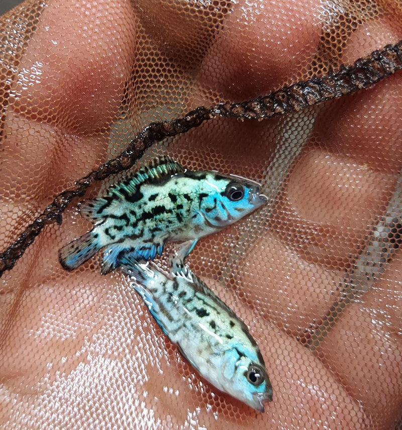 OUTSTANDING ELECTRIC BLUE JACK DEMPSEY 1 TO 1.5 INCH (Rocio octofasciata)
