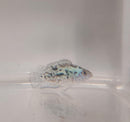 OUTSTANDING ELECTRIC BLUE JACK DEMPSEY 1 TO 1.5 INCH (Rocio octofasciata)