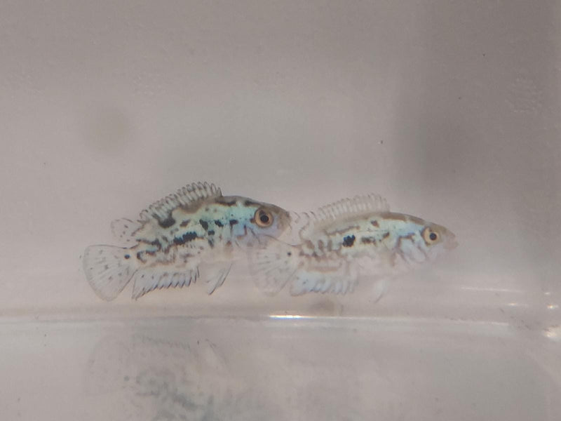 OUTSTANDING ELECTRIC BLUE JACK DEMPSEY 1 TO 1.5 INCH (Rocio octofasciata)