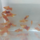 5 COLORFUL SUNBURST PLATY LIVEBEARER UNSEXED (Xiphophorus maculatus)