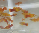 5 COLORFUL SUNBURST PLATY LIVEBEARER UNSEXED (Xiphophorus maculatus)