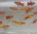5 COLORFUL SUNBURST PLATY LIVEBEARER UNSEXED (Xiphophorus maculatus)