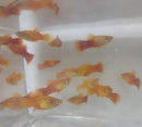 5 COLORFUL SUNBURST PLATY LIVEBEARER UNSEXED (Xiphophorus maculatus)
