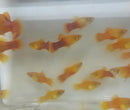5 COLORFUL SUNBURST PLATY LIVEBEARER UNSEXED (Xiphophorus maculatus)