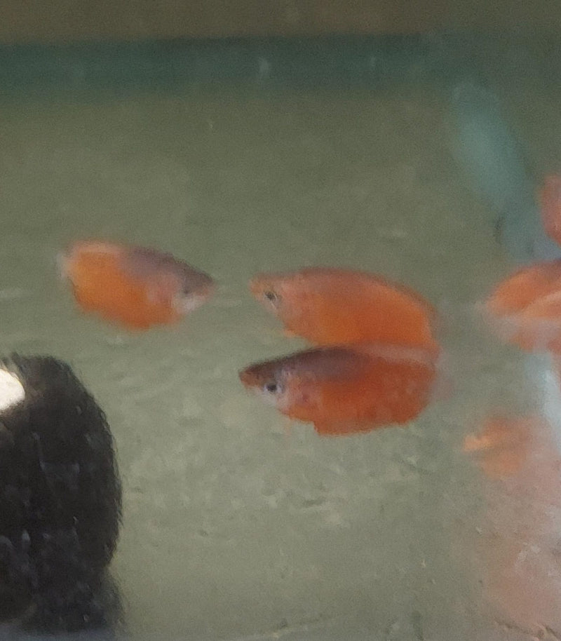 SUPER RED HONEY GOURAMI 1 TO 1.5" (Trichogaster chuna)