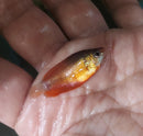 SUPER RED HONEY GOURAMI 1 TO 1.5" (Trichogaster chuna)