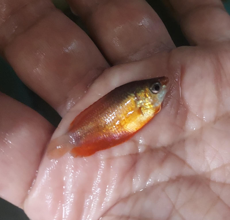 SUPER RED HONEY GOURAMI 1 TO 1.5" (Trichogaster chuna)