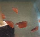 SUPER RED HONEY GOURAMI 1 TO 1.5" (Trichogaster chuna)