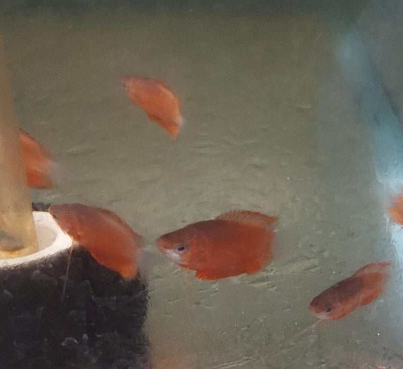 SUPER RED HONEY GOURAMI 1 TO 1.5" (Trichogaster chuna)
