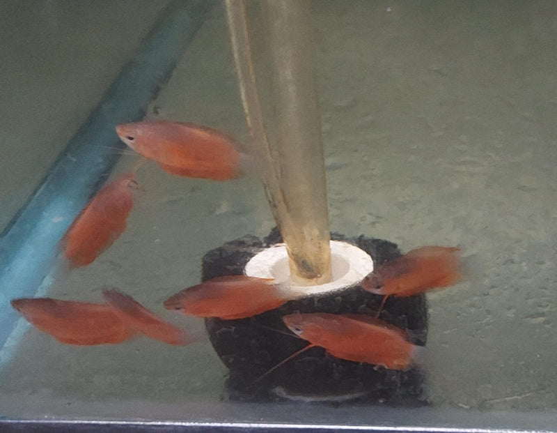 SUPER RED HONEY GOURAMI 1 TO 1.5" (Trichogaster chuna)