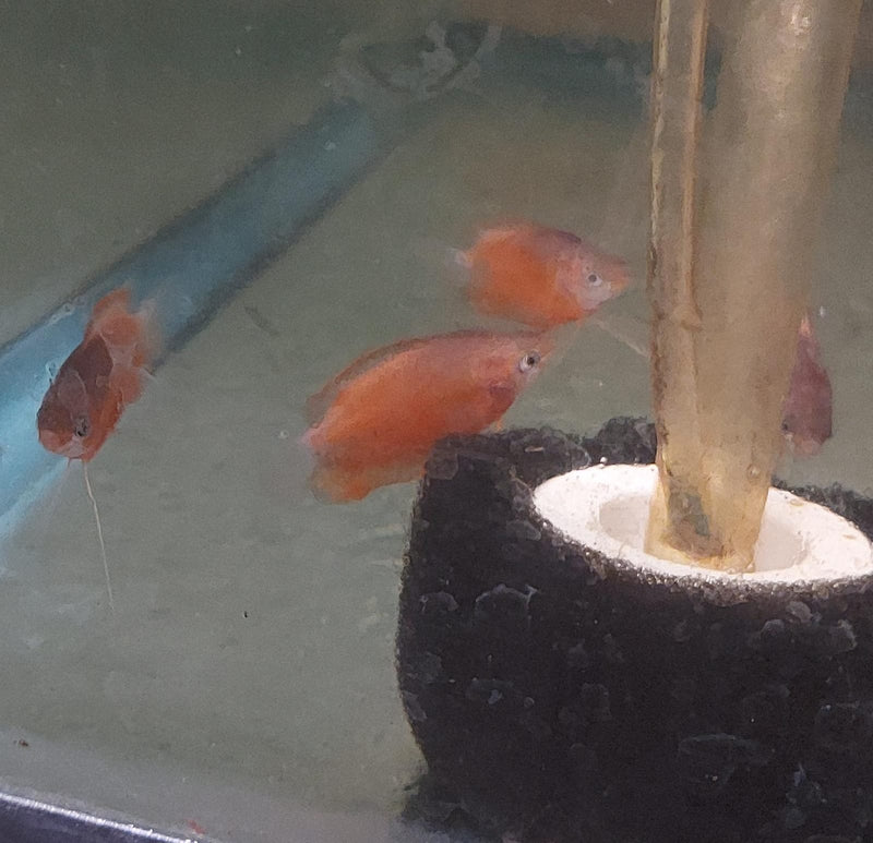 SUPER RED HONEY GOURAMI 1 TO 1.5" (Trichogaster chuna)