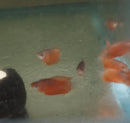 SUPER RED HONEY GOURAMI 1 TO 1.5" (Trichogaster chuna)