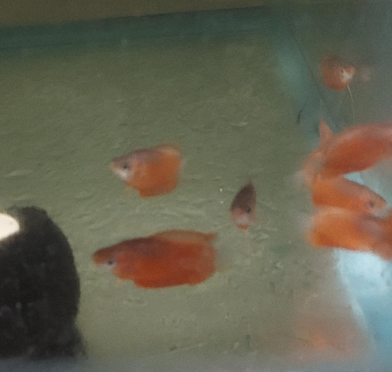 SUPER RED HONEY GOURAMI 1 TO 1.5" (Trichogaster chuna)