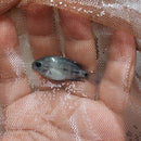 OUTSTANDING ANGOSTURA CICHLID 1 TO 1.5 INCHES  UNSEXED (Vieja breidohri)