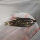 OUTSTANDING SNAKESKIN GOURAMI 2.5 TO 3 INCHES (Trichopodus pectoralis)