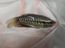 OUTSTANDING SNAKESKIN GOURAMI 2.5 TO 3 INCHES (Trichopodus pectoralis)