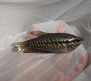 OUTSTANDING SNAKESKIN GOURAMI 2.5 TO 3 INCHES (Trichopodus pectoralis)