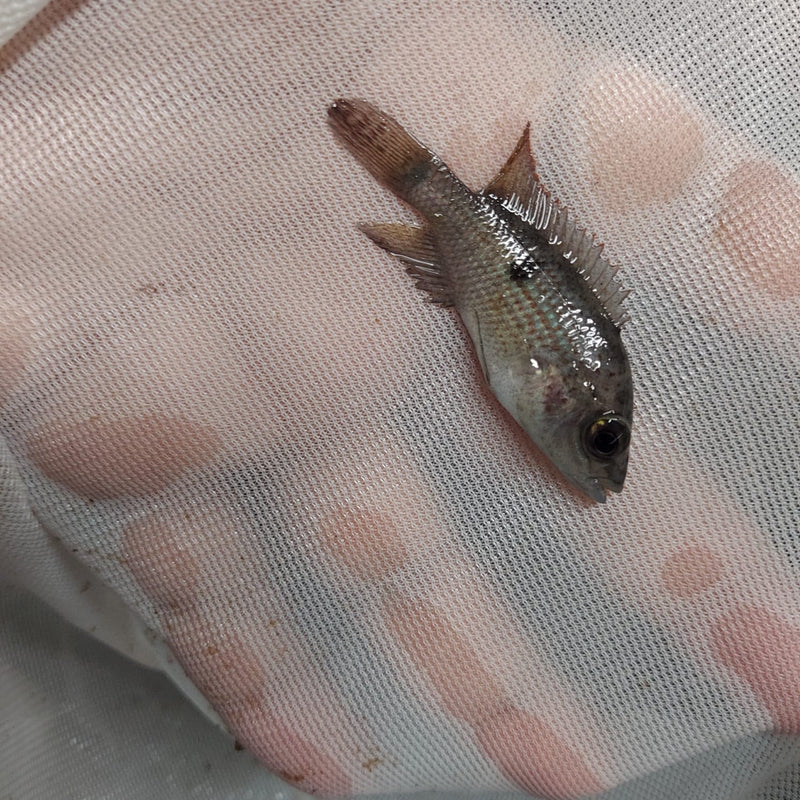 GRAMMODES CICHLID 1 TO 1.5" INCHES UNSEXED (Chiapaheros grammodes)