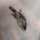 GRAMMODES CICHLID 1 TO 1.5" INCHES UNSEXED (Chiapaheros grammodes)