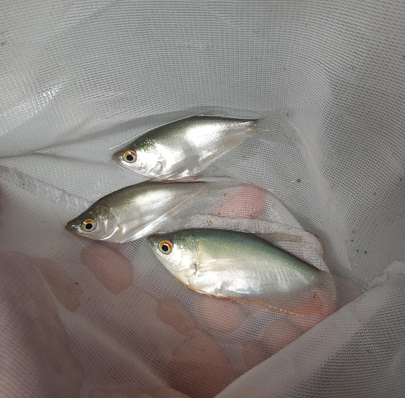 2 GORGEOUS MOONLIGHT GOURAMI 2 to 2.5 INCHES (Trichogaster microlepis)