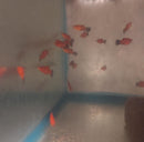 3 COLORFUL SHARP RED WAGTAIL PLATY UNSEXED (Xiphophorus maculatus)