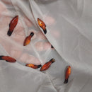 3 COLORFUL SHARP RED WAGTAIL PLATY UNSEXED (Xiphophorus maculatus)