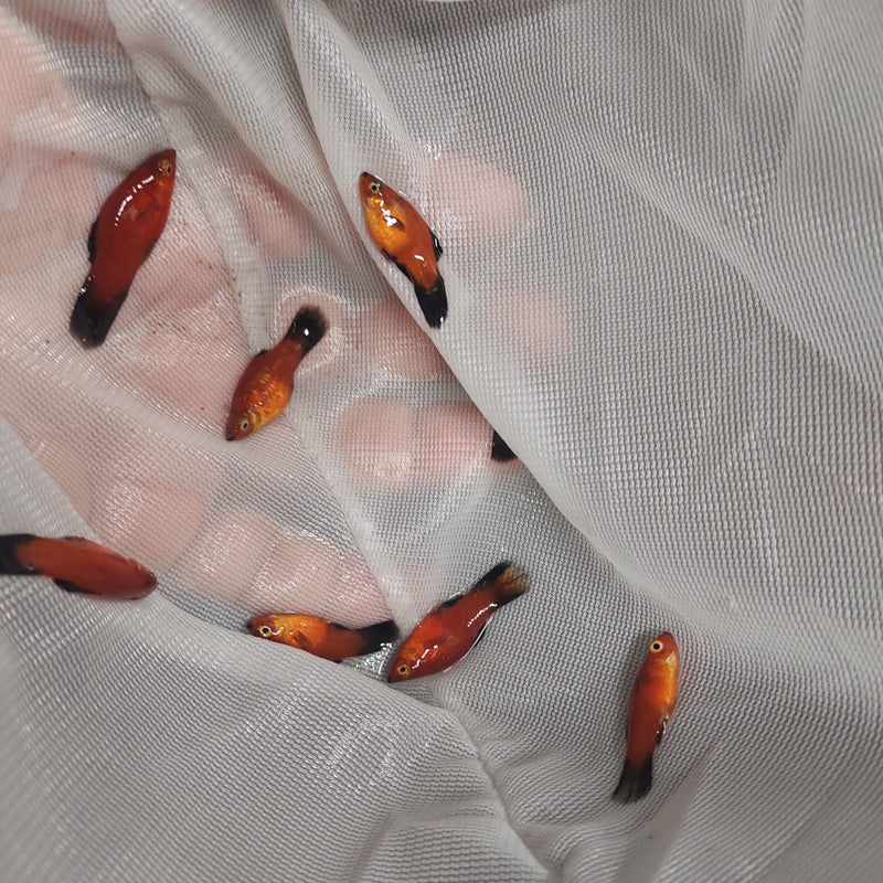 3 COLORFUL SHARP RED WAGTAIL PLATY UNSEXED (Xiphophorus maculatus)