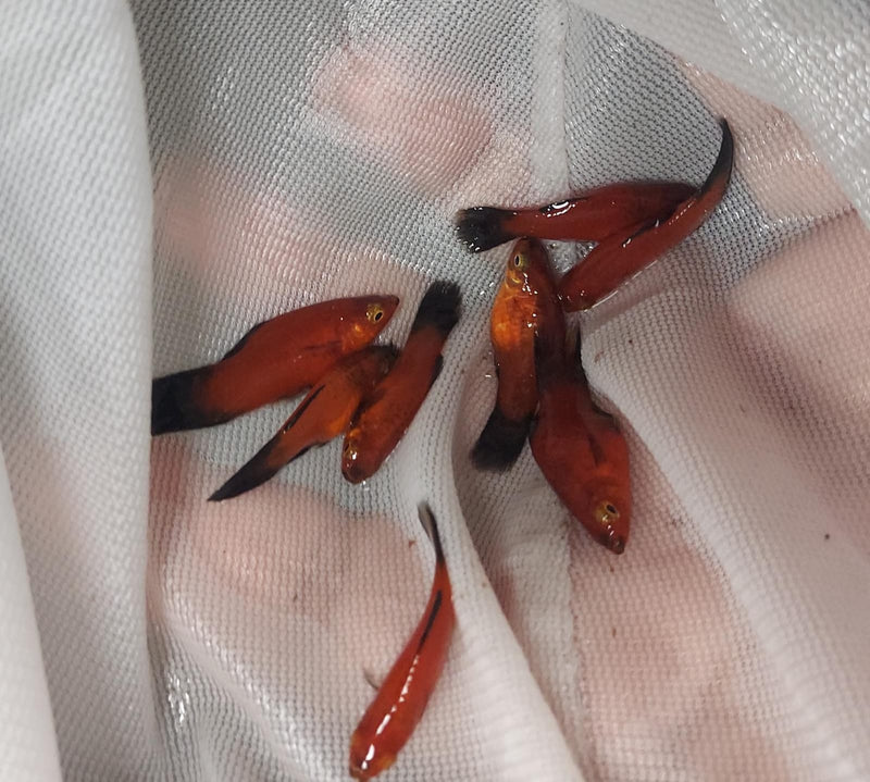 3 COLORFUL SHARP RED WAGTAIL PLATY UNSEXED (Xiphophorus maculatus)