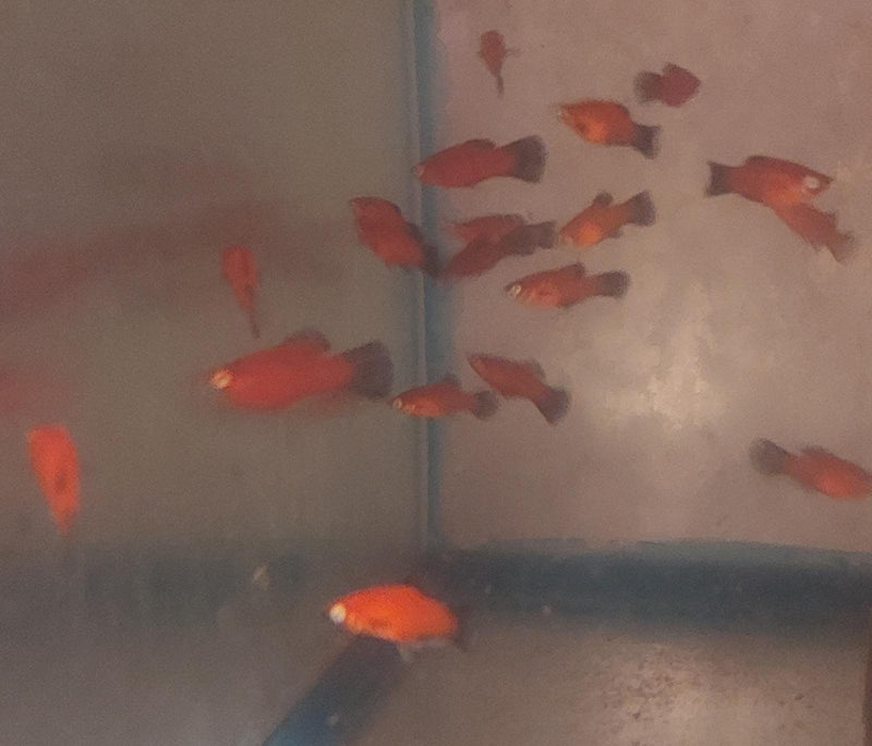 3 COLORFUL SHARP RED WAGTAIL PLATY UNSEXED (Xiphophorus maculatus)