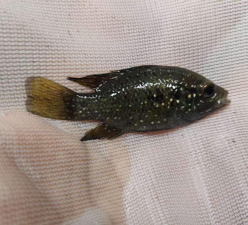 STARRY NIGHT (BLEEKERI) CICHLID 1.5 TO 2 INCHES UNSEXED (Paratilapia Polleni)