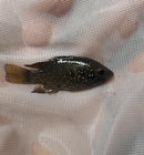 STARRY NIGHT (BLEEKERI) CICHLID  1.5" TL UNSEXED (Paratilapia Polleni)