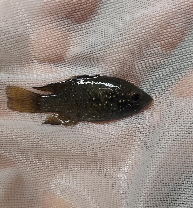 STARRY NIGHT (BLEEKERI) CICHLID 1.5 TO 2 INCHES UNSEXED (Paratilapia Polleni)