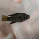 STARRY NIGHT (BLEEKERI) CICHLID  1.5" TL UNSEXED (Paratilapia Polleni)