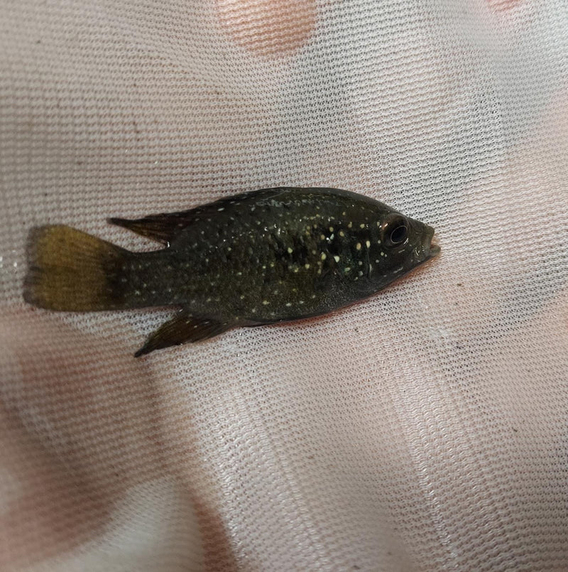 STARRY NIGHT (BLEEKERI) CICHLID 1.5 TO 2 INCHES UNSEXED (Paratilapia Polleni)
