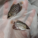 THE GREAT GIANT GOURAMI 2 INCHES UNSEXED (Osphronemus goramy)
