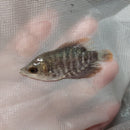 THE GREAT GIANT GOURAMI 2 INCHES UNSEXED (Osphronemus goramy)