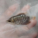 THE GREAT GIANT GOURAMI 2 INCHES UNSEXED (Osphronemus goramy)