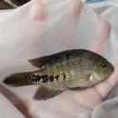 BEAUTIFUL SYNSPILUM  CICHLID UNSEXED 4 INCHES (Vieja melanura)