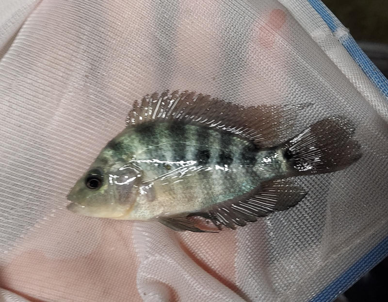 GREAT GUAYAS CICHLID 3 to 4  INCHES UNSEXED ( Amphilophus hogamooborum )