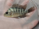 GREAT GUAYAS CICHLID 3 to 4  INCHES UNSEXED ( Amphilophus hogamooborum )