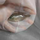 SEVEN STRIPE CICHLID 1.5 TO 2 INCHES UNSEXED (Amatitlania septemfasciata)