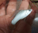 BEAUTIFUL SILVER MEXICAN MOLLY SAILFIN JUMBO MALE 2.25" (Poecilia latipinna)