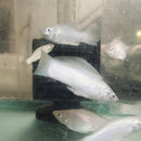 BEAUTIFUL SILVER MEXICAN MOLLY SAILFIN JUMBO MALE 2.25" (Poecilia latipinna)