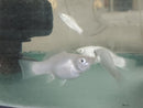 BEAUTIFUL SILVER MEXICAN MOLLY SAILFIN JUMBO MALE 2.25" (Poecilia latipinna)