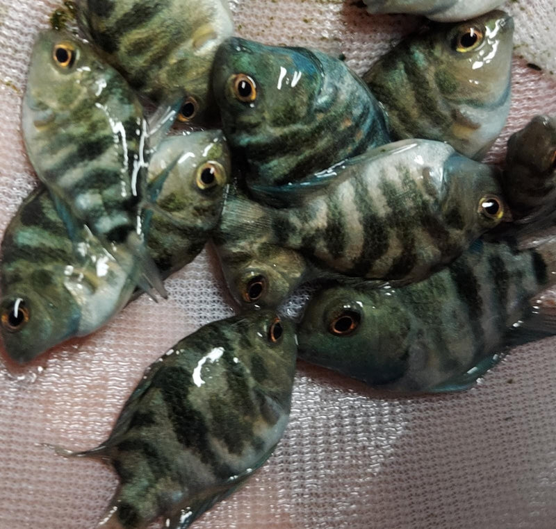 CUTE BLUE PARROT CROSS CONVICT CICHLID 1 TO 1.5 INCHES