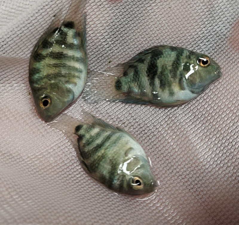 CUTE BLUE PARROT CROSS CONVICT CICHLID 1 TO 1.5 INCHES